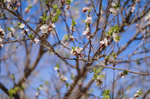 White blossoms bloom on tree branches against a blue sky, signalling spring's arrival - Australian Stock Image