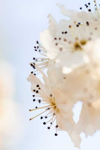 White blossoms on bush with copy space - Australian Stock Image