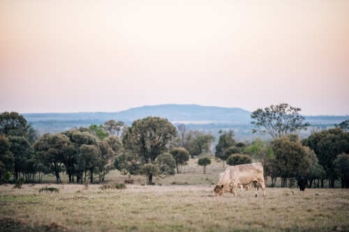 White bull in a picturesque paddock - Australian Stock Image