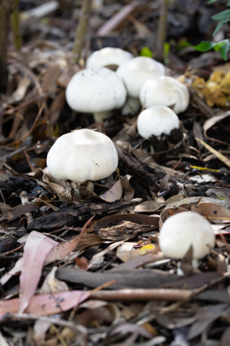 White button mushrooms growing in bark and leaves - Australian Stock Image