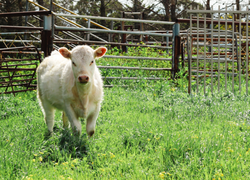 White Calf Grazing in Lush Australian Cattle Yard - Australian Stock Image