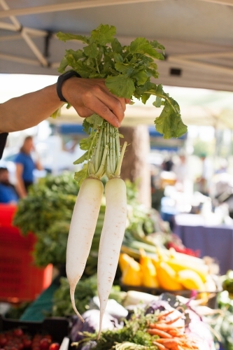 White carrots - Australian Stock Image