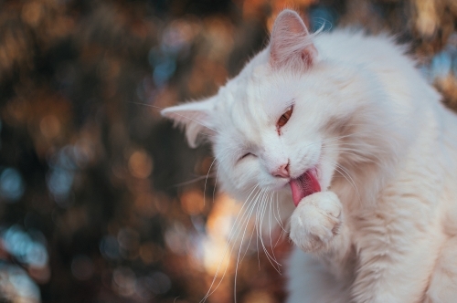 White Cat Cleaning Itself - Australian Stock Image