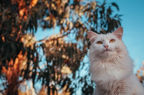 White Cat gazing upward outdoors - Australian Stock Image