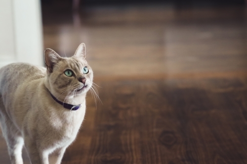 White cat with green eyes standing on wooden floorboards inside