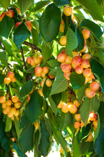 White cherries on a cherry tree - Australian Stock Image