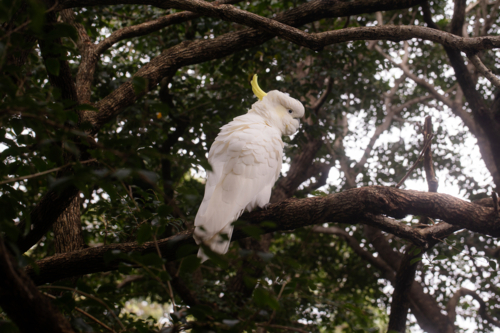 White cockatoo perched on a tree branch - Australian Stock Image