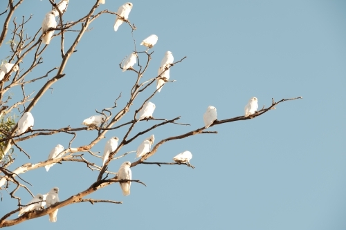 White Corella birds sitting in a tree - Australian Stock Image