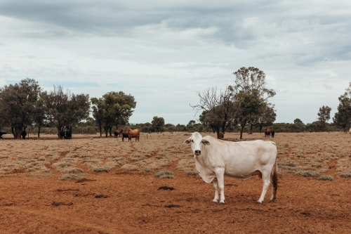 White cow standing in paddock of red dirt - Australian Stock Image