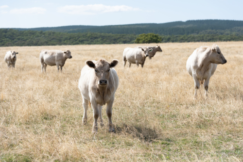 White cows on a sun bleached paddock in summer - Australian Stock Image
