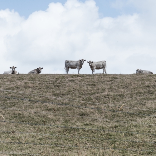 white cows on hillside horizon