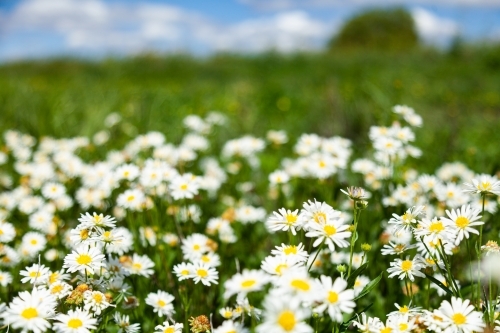 White daisy wildflowers in green roadside paddock close up - Australian Stock Image