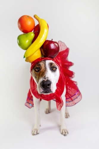 White dog dressed as Carman Miranda - Australian Stock Image