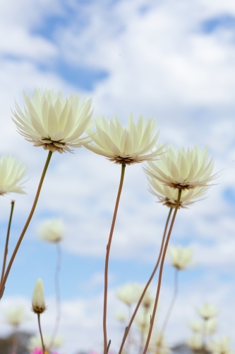 white everlasting wildflowers against a cloudy sky - Australian Stock Image