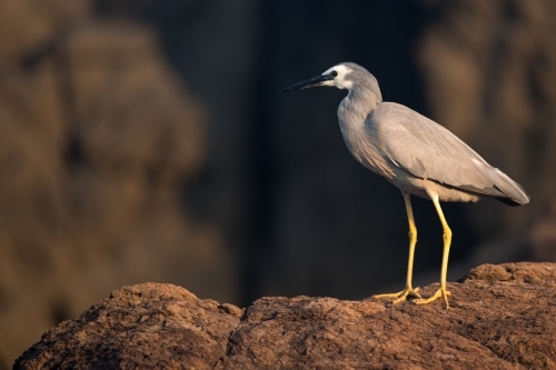 White Faced Heron - Australian Stock Image