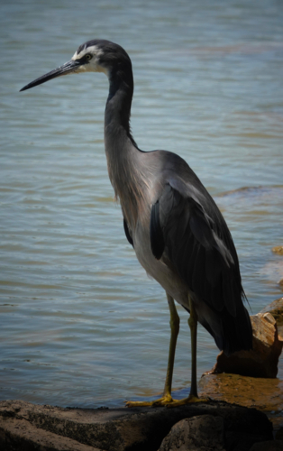White-faced Heron - Australian Stock Image