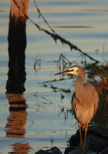 White-faced Heron - Australian Stock Image