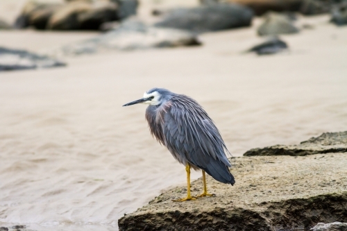 White faced heron standing on a rock at the beach