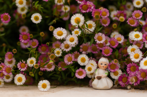 White female figurine in front of white, pink, and yellow small daisies - Australian Stock Image