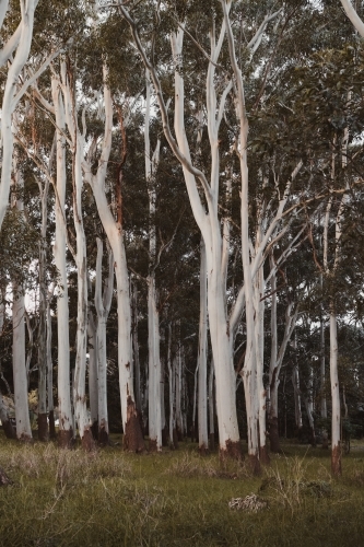 White Flooded Gum trees in Centennial Park - Australian Stock Image