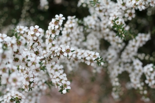 White flowers on tea tree shrub - Australian Stock Image