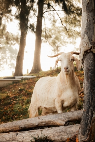 White goat in hillside paddock on cold foggy morning - Australian Stock Image
