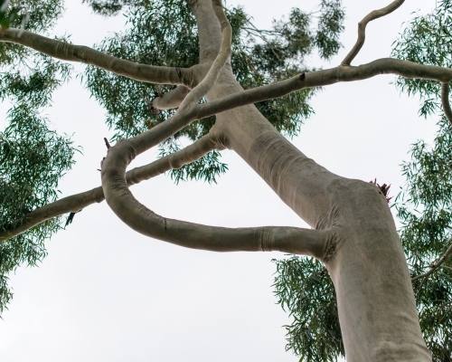 White gum tree with a large, curved branch