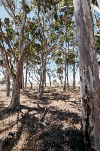 White gum trees - Australian Stock Image