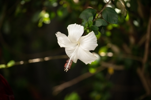 White hibiscus flower growing on bush in tropical Australian backyard - Australian Stock Image
