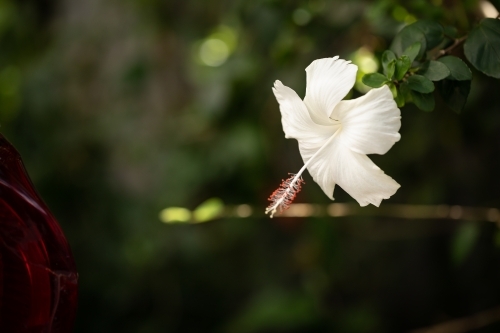 White hibiscus flower growing on bush in tropical Australian backyard - Australian Stock Image
