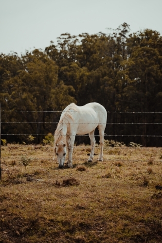 White horse eating in a grassy field behind a fence. - Australian Stock Image
