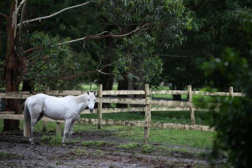 White horse in a paddock - Australian Stock Image