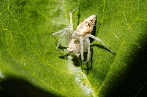 White lynx spider on green leaf - Australian Stock Image