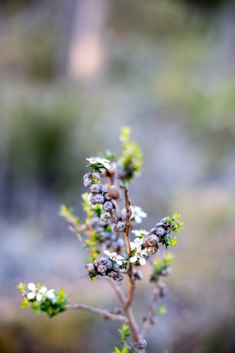 White native flowers adorn a small shrub - Australian Stock Image