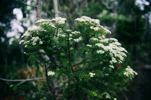 White Native Flowers