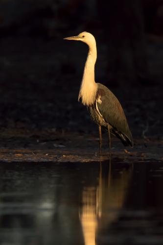 White-necked Heron in Golden Light at Edge of Billabong