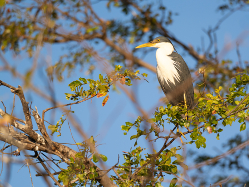 White-necked heron perched among leafy branches in warm sunlight - Australian Stock Image