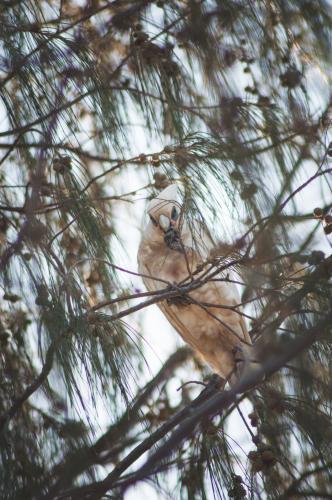 White Parrott in Tree - Australian Stock Image