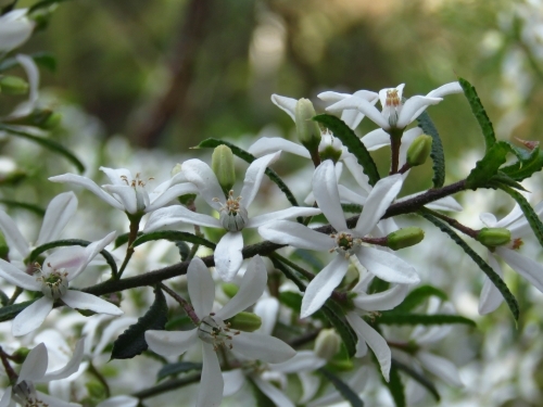 White Philotheca flowers on a green bokeh background - Australian Stock Image