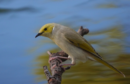 White-plumed Honeyeater - Australian Stock Image