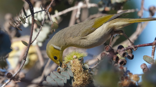 White-plumed Honeyeater - Australian Stock Image