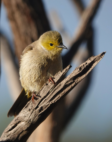 White-plumed Honeyeater dries off after bath - Australian Stock Image
