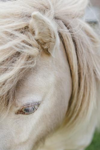 White Pony Detail - Australian Stock Image