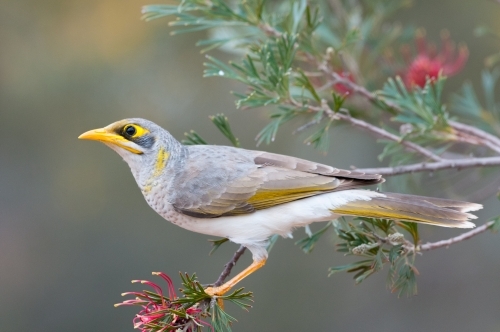 White rumped miner - Australian Stock Image