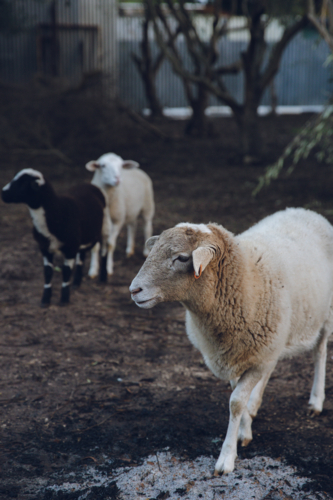 White sheep walking on a wet ground with ashes from fire pit - Australian Stock Image