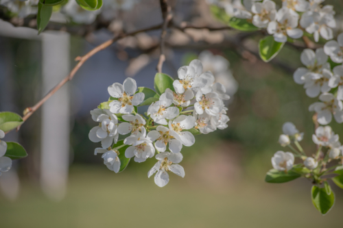 White spring blossoms - Australian Stock Image