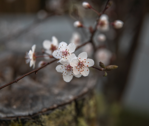 White spring blossoms on a bare branch on a moody day - Australian Stock Image
