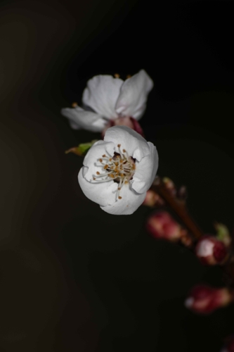 White spring blossoms on a branch against a blurry background - Australian Stock Image
