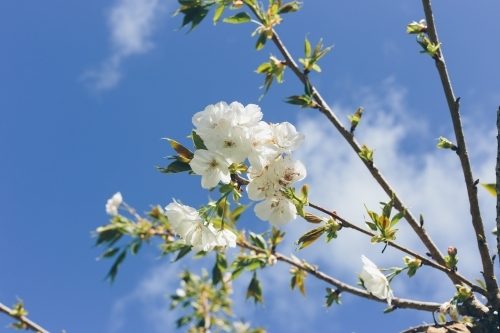 White spring blossoms on a thin branch with blue sky and white cloud in the background - Australian Stock Image
