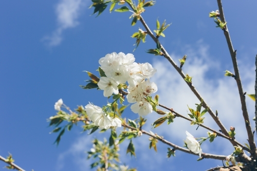 White spring blossoms on a thin branch with blue sky and white cloud in the background